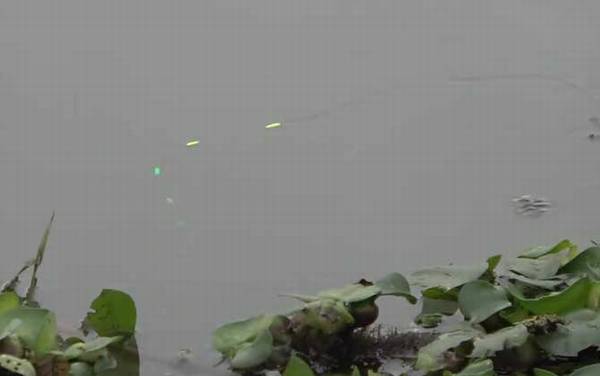 七星漂钓大鱼好用不?