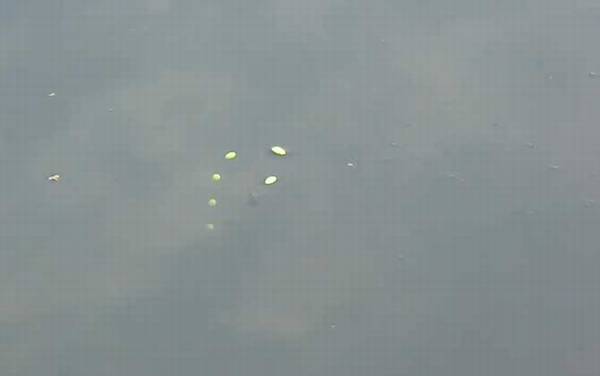 七星漂为什么不能钓深水?