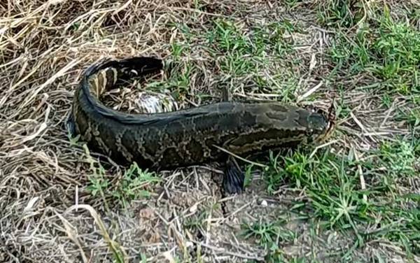 钓黑鱼用什么竿什么线什么钩?