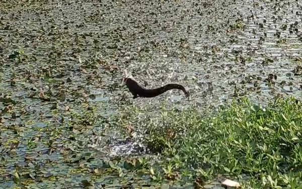 钓黑鱼用什么竿什么线什么钩?