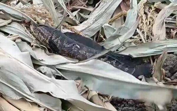 路亚黑鱼用几号pe线?