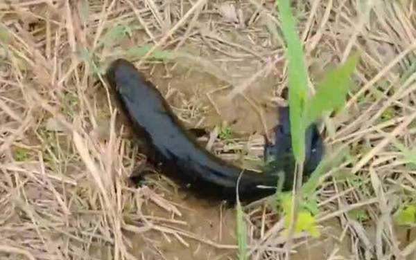 路亚黑鱼用几号pe线?