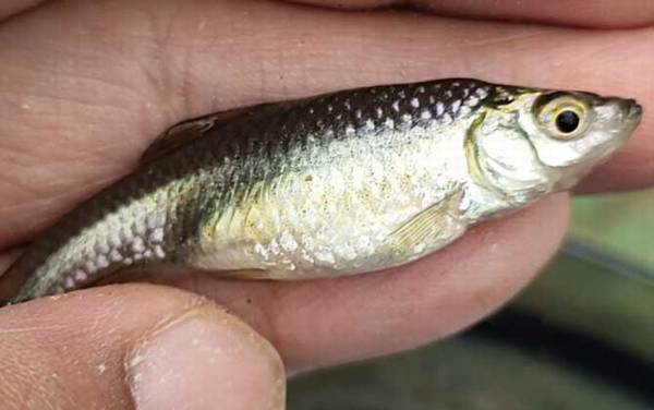 钓麦穗鱼用几号袖钩合适?