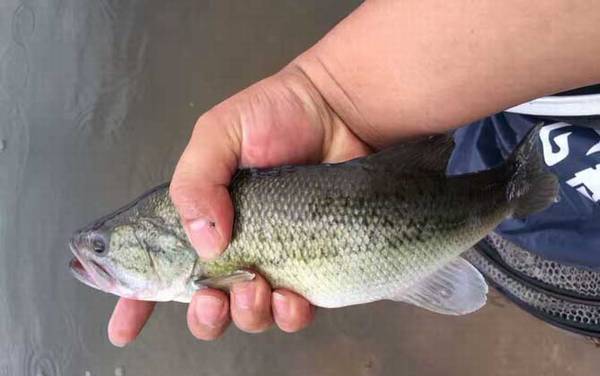 路亚钓鲈鱼用什么线组?