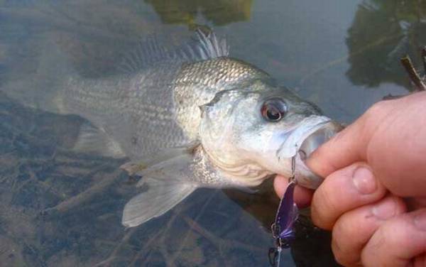 路亚钓鲈鱼用什么线组?