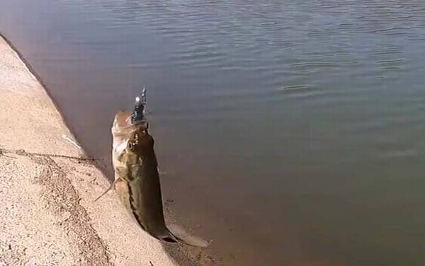 路亚钓鲈鱼用什么线组?