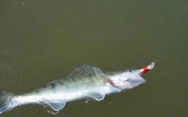 鲈鱼路亚饵是沉水还是浮水好?