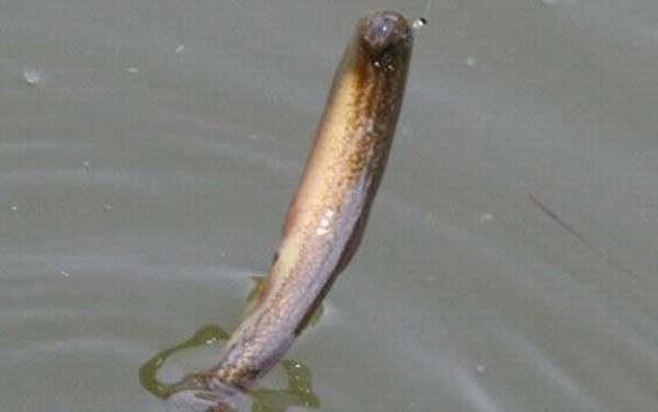 钓泥鳅用几号钩几号线几号漂?