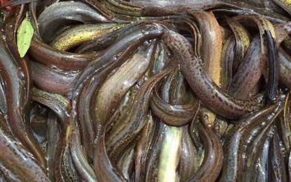 手竿钓泥鳅线组怎么搭配?