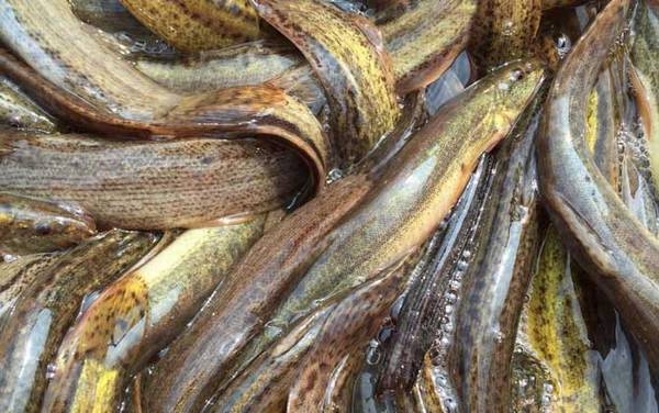 手竿钓泥鳅线组怎么搭配?