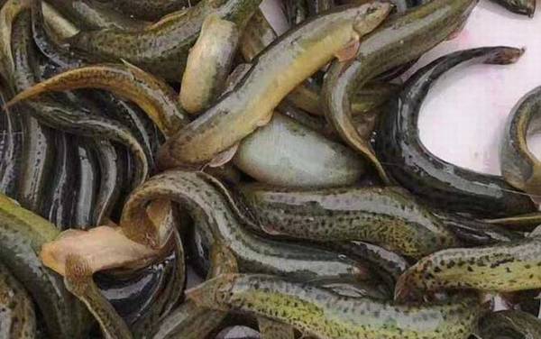 钓泥鳅子线多少长合适?