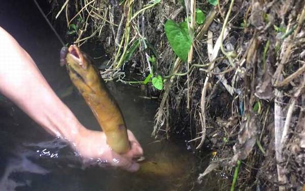 钓黄鳝神器怎么做最好?