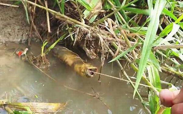 钓黄鳝神器怎么做最好?