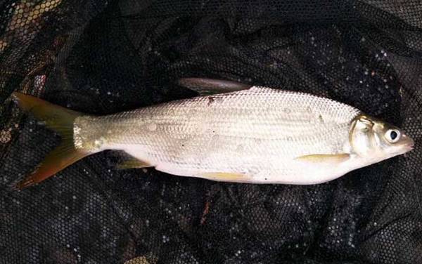 钓黄尾鱼用几号钩几号线几号漂?