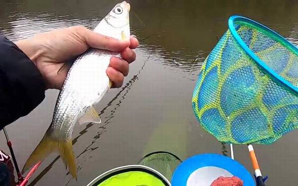 钓黄尾鱼用几号钩几号线几号漂?