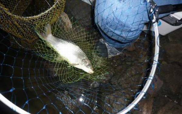 钓鲮鱼用多长的竿好?