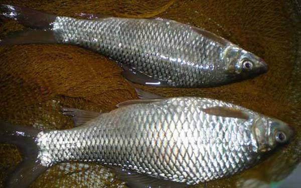 钓鲮鱼用多长的竿好?