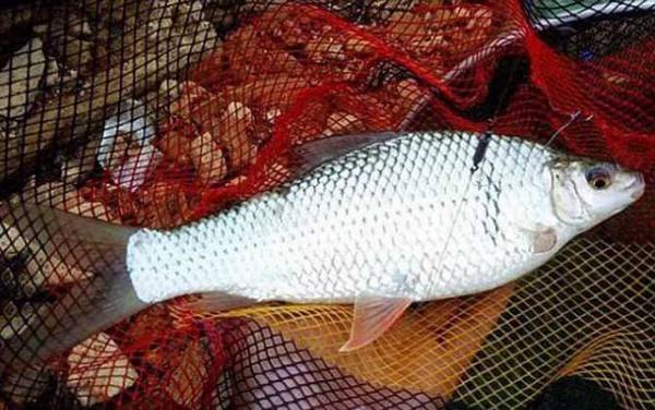 钓土鲮鱼用多大的浮漂?