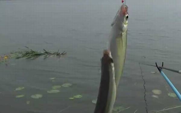 钓白条鱼钩越小越好吗?