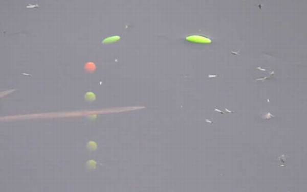 钓白条鱼用七星漂好吗?