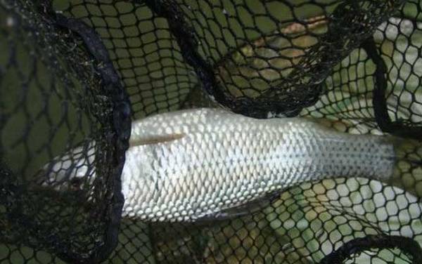 6号秋田狐鱼钩适合钓什么鱼?