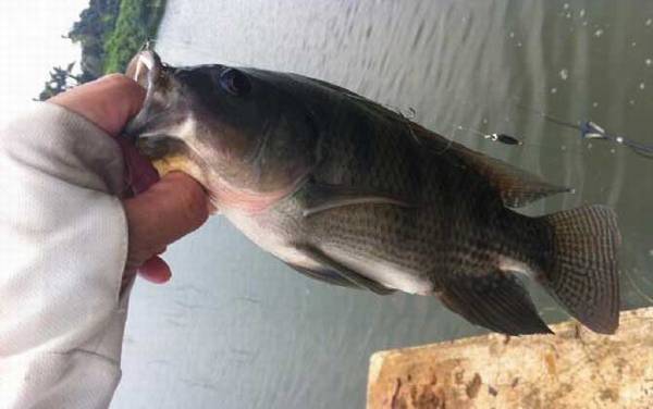 钓罗非鱼用几号线几号钩几号漂?