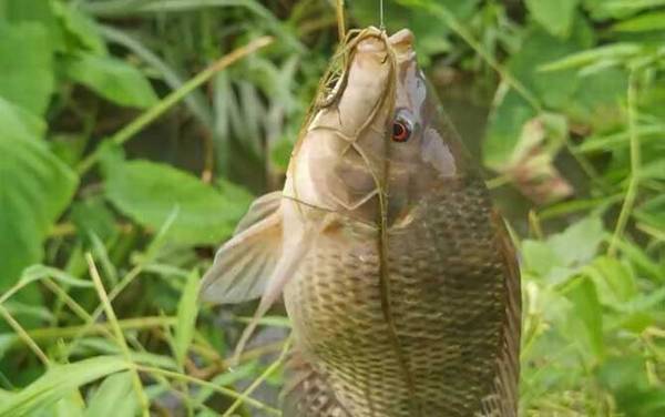 钓大罗非鱼用多大的浮漂?