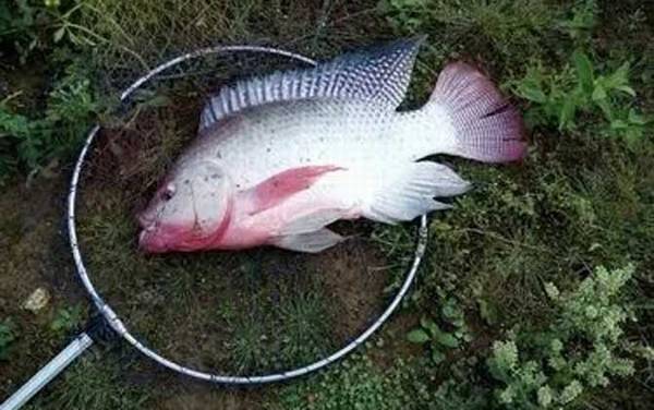 钓大罗非鱼用多大的浮漂?