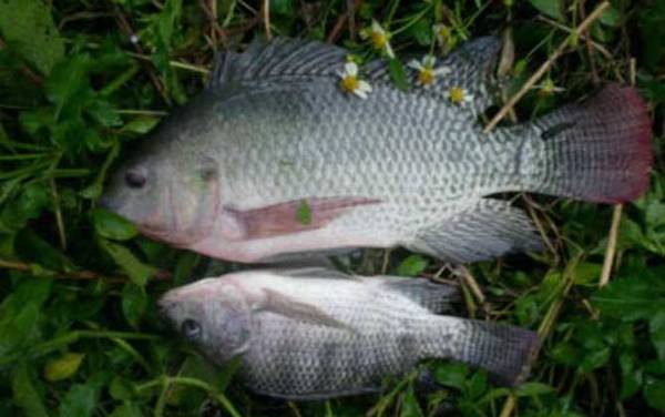 钓罗非鱼用碳线好还是尼龙线好?