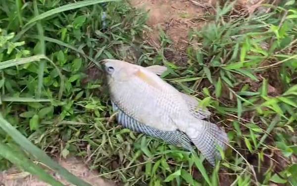 钓罗非鱼钩距多少公分合适?