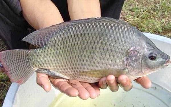 钓罗非鱼钩距多少公分合适?