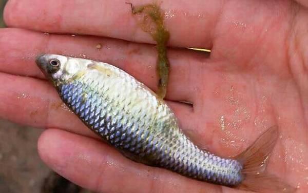 1号丸世钩适合钓什么鱼?