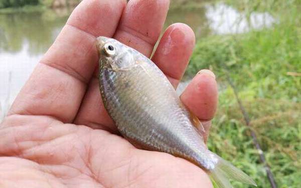 1号丸世钩适合钓什么鱼?