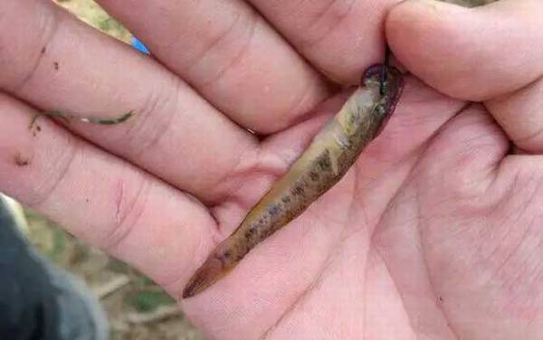 1号丸世钩适合钓什么鱼?