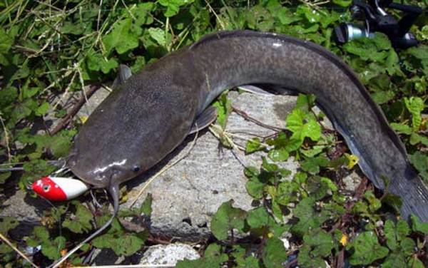 钓鲶鱼用几号钩几号线?