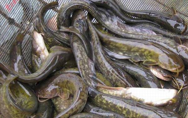 钓鲶鱼用几号钩几号线?