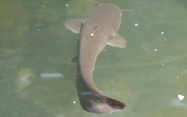 钓鲶鱼用手竿好还是用海竿好?