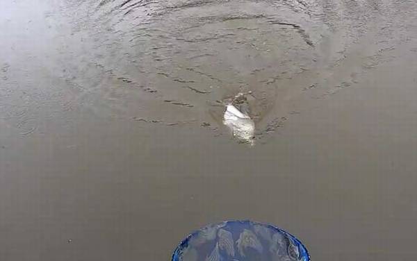 钓鳊鱼用几号线几号钩几号漂?