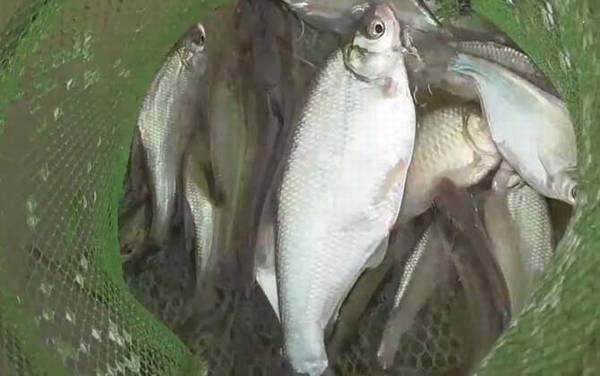 钓鳊鱼用几号线几号钩几号漂?