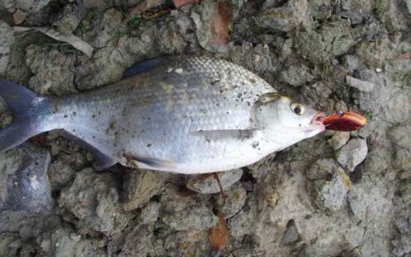 钓鳊鱼用多长的子线?