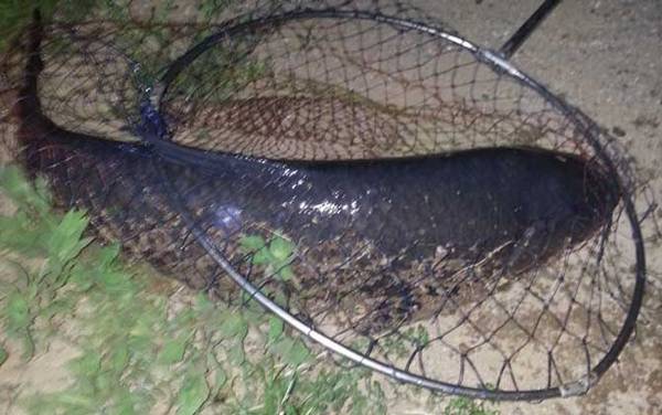 钓青鱼子线多长合适?