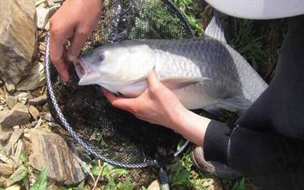 钓青鱼用多长的鱼竿最好?