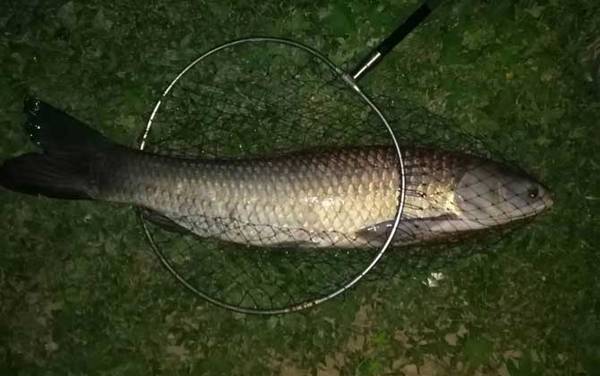 钓青鱼用多长的鱼竿最好?