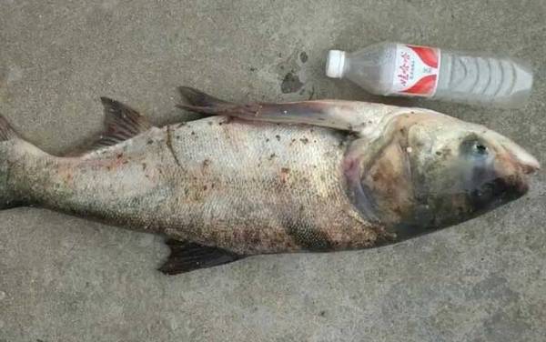 钓鲢鳙线组搭配及钓法技巧