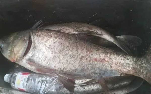 钓鲢鳙用几号线几号钩几号漂?