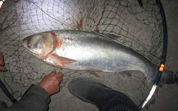 钓鲢鳙用几号线几号钩几号漂?