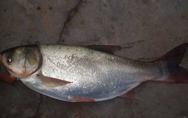 钓鲢鳙鱼竿选择及推荐