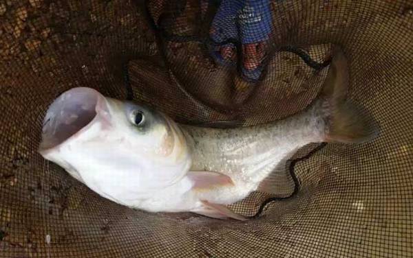 钓鲢鳙用多长的鱼竿?