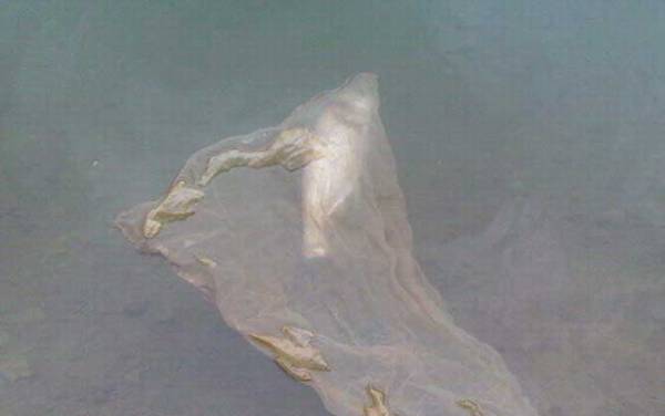 钓鲢鳙用多长的鱼竿?