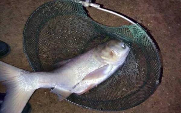 钓鲢鳙用7米2鱼竿还是6米3鱼竿?